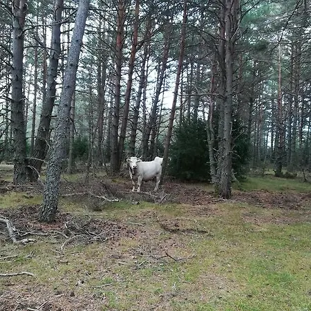 Casa Juan Affittacamere Castejón de Sos