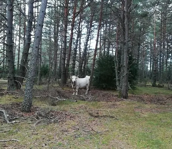 Casa Juan Affittacamere Castejón de Sos