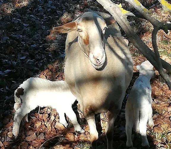 Casa Juan Pensionat Castejón de Sos