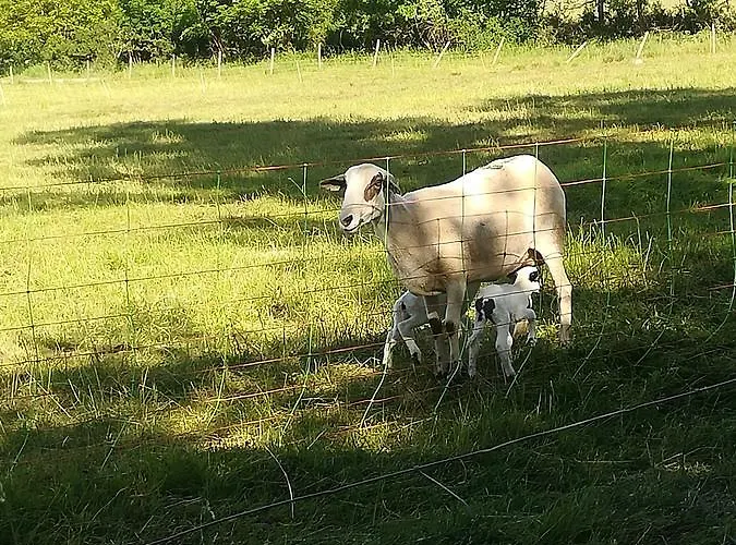 Casa Juan 3* Castejón de Sos
